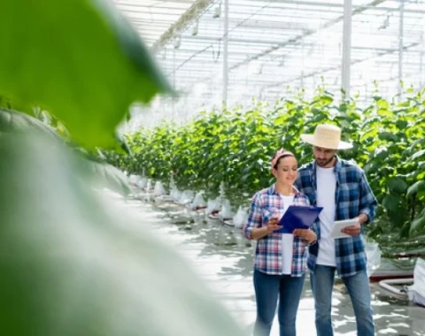 Rolnictwo w sieci jako ogłoszenia.