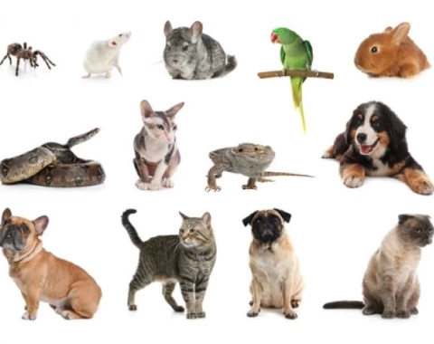 Zwierzęta w serwisie ogłoszeniowym.